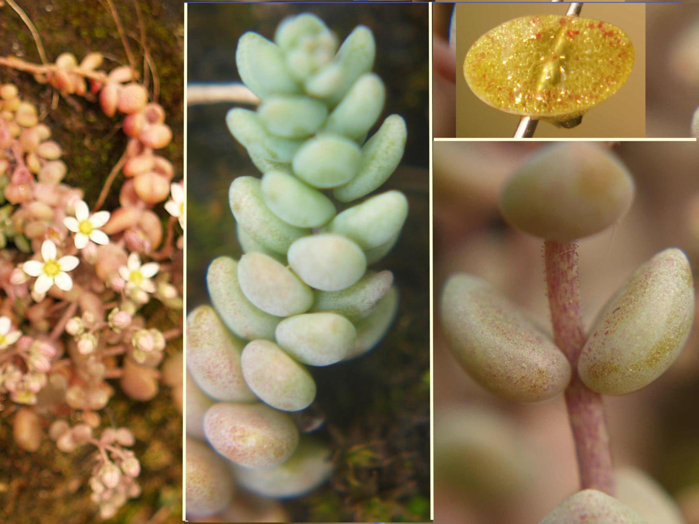 Stonecrop, Thick-leaved leaf